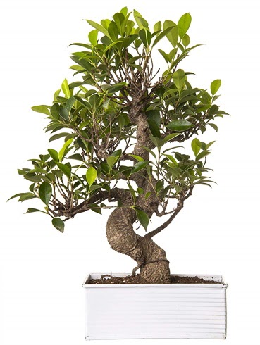Exotic Green S G�vde 6 Year Ficus Bonsai  Ankara Sincan �i�ek , �i�ek�i , �i�ek�ilik 