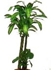  Ankara Sincan �i�ek�i telefonlar�  Dracaena massengena