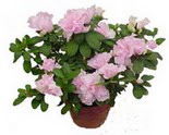 Ankara Sincan online �i�ek�i , �i�ek sipari�i  Rhodendron latince A�elya 