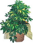 Ankara Sincan uluslararas� �i�ek g�nderme  Schefflera gold 